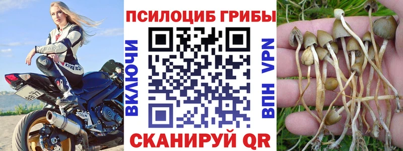 Галлюциногенные грибы Cubensis  закладка  даркнет клад  Северск 